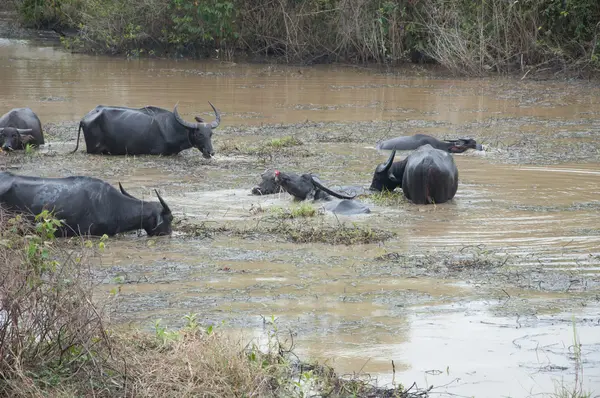 Búfalos comen hierba en pantano — Foto de Stock
