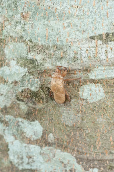Zikaden-Schlamm auf Baum — Stockfoto