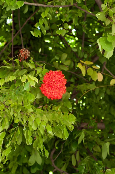 Rote Blume auf Baum — Stockfoto