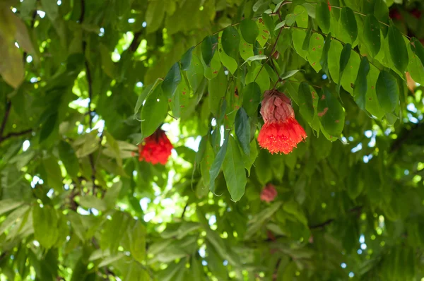 Piros virág, fa — Stock Fotó