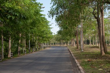 yol park peyzaj