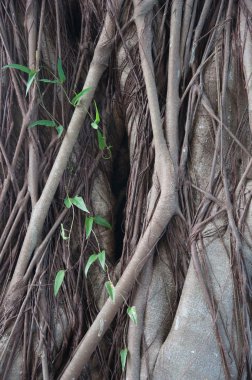 birçok Ağaç kökleri büyük ağaç orman