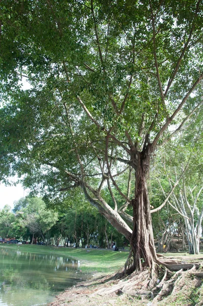 Stora träd i trädgården — Stockfoto