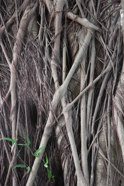 Many tree roots of big tree in forest — Stock Photo, Image