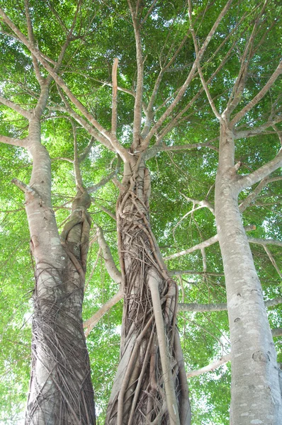 Banyan tree — стокове фото