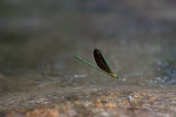 Libélula na natureza em pé na rocha na cachoeira na Tailândia — Fotografia de Stock