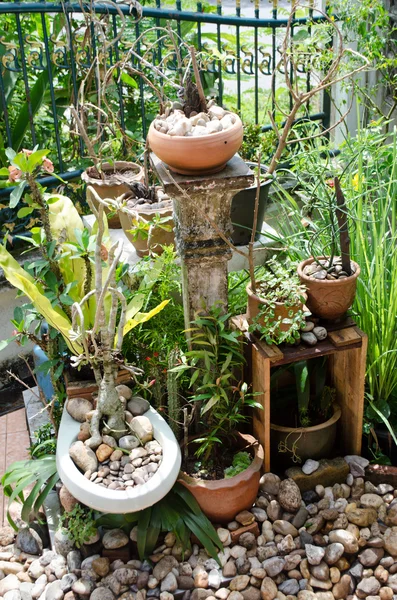 Domácí zahrada — Stock fotografie