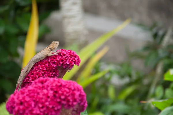 Tree lizard on red cockscomb flower — Stock Photo, Image