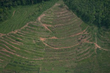 Tarım dağ orman Tayland