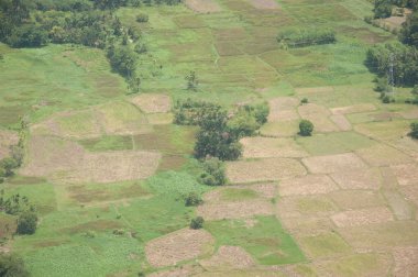 Tayland pirinç alan peyzaj