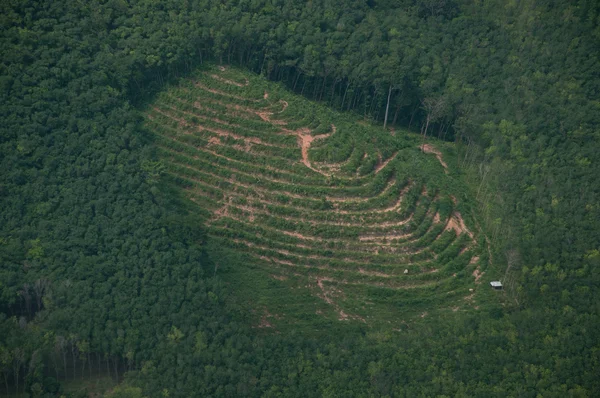 Landwirtschaft auf den Bergen im thailändischen Wald — Stockfoto