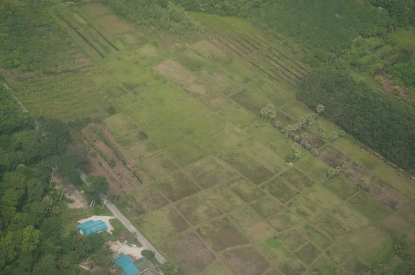 Рисовое поле с неба — стоковое фото
