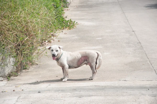 Poor white domestic dog on the road — Stock Photo, Image