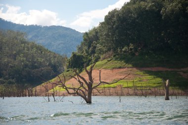balahala ormanda yala, Tayland
