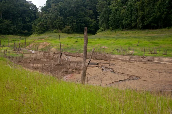 Floresta Balahala em yala, Tailândia — Fotografia de Stock