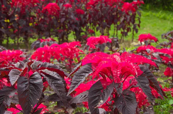 Rød Amarantusplanting – stockfoto