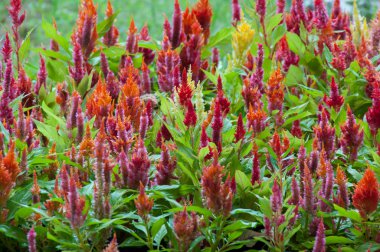 tüylü cockscomb çiçek