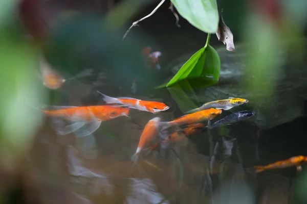 Koi vissen in zwembad — Stockfoto