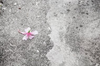 pembe hibicus çiçek