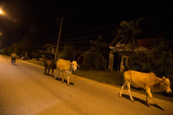 Yala, Tayland - Ağustos 17: yürüyüş sokak üzerinde gece boyunca ben inek — Stok fotoğraf