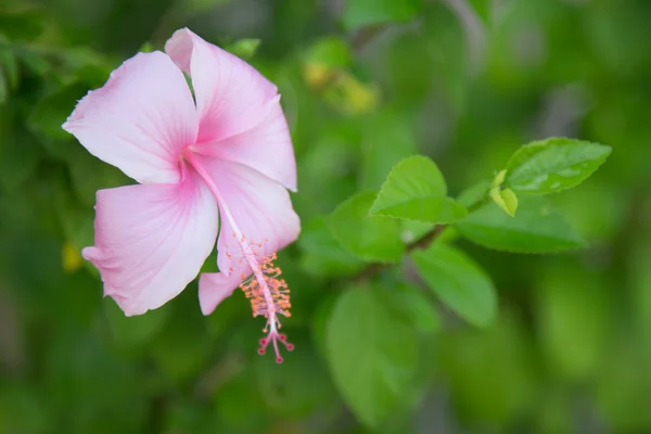 Flor de hibicus rosa — Foto de Stock