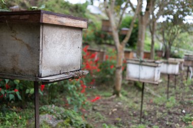 arı çiftliği, kutu