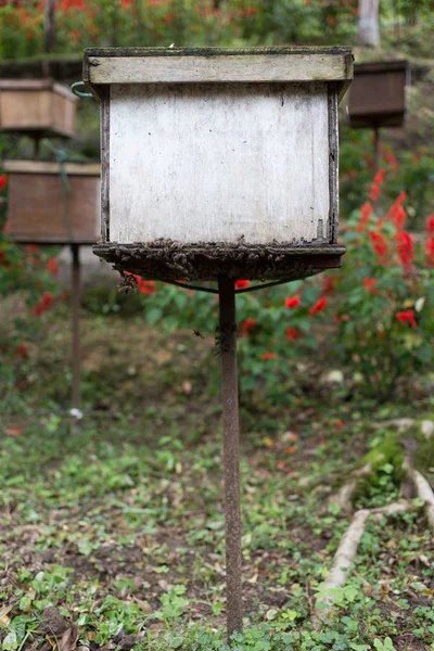 Pole Bee w gospodarstwie — Zdjęcie stockowe