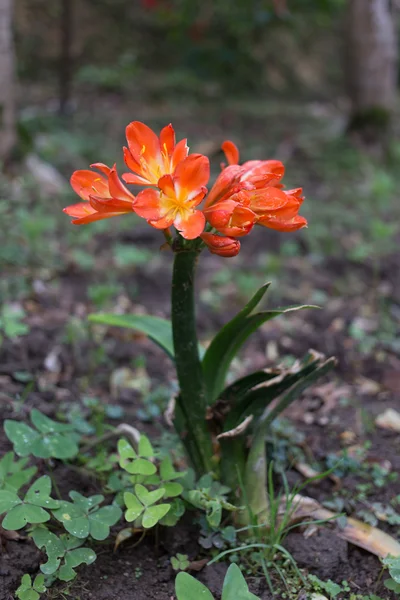 Orange färg blomma — Stockfoto