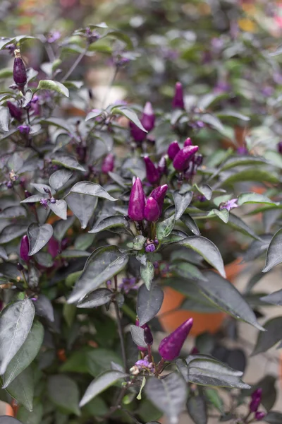 Пурпурный чили - боливийский радужный чили — стоковое фото