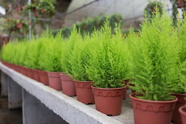 Groene plant in pot — Stockfoto