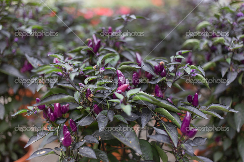 Purple Chili Bolivian Rainbow Chili Stock Photo C Ngarare 30987479