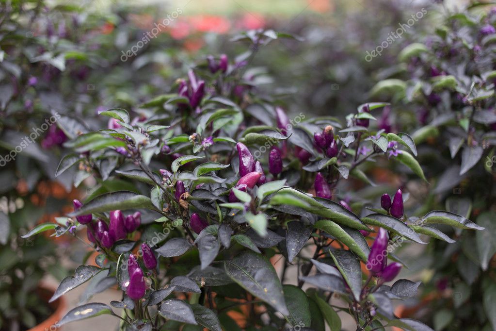 Purple Chili Bolivian Rainbow Chili Stock Photo C Ngarare 30987479