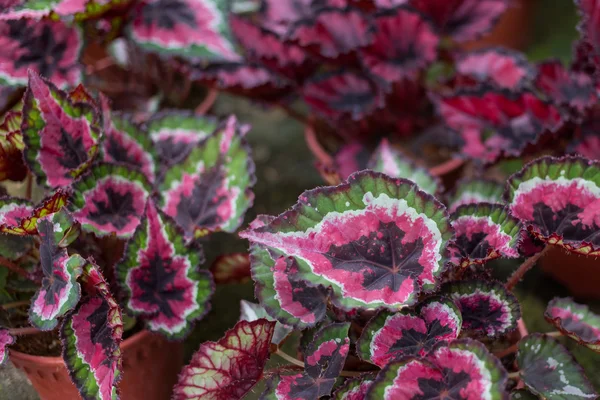 Flame Painted Nettle Plant — Stock Photo, Image