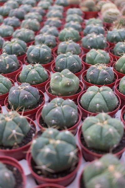 Cactus en vivero — Foto de Stock