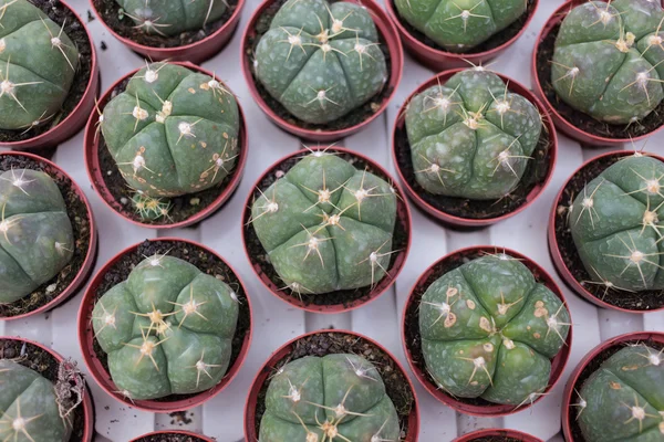 Cactus en vivero — Foto de Stock