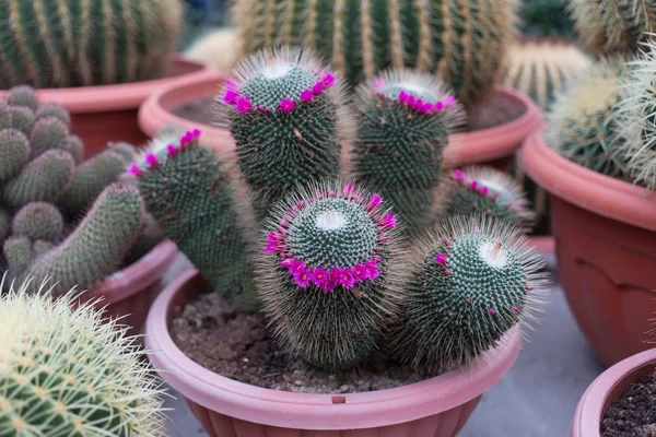 Růžový květ na kaktus — Stock fotografie