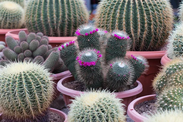 Flor Rosa en Cactus — Foto de Stock