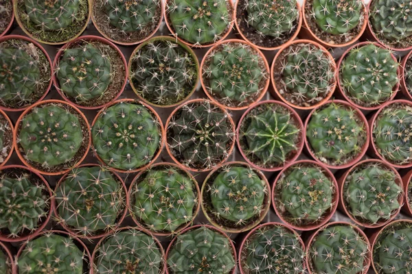 Cactus en vivero — Foto de Stock