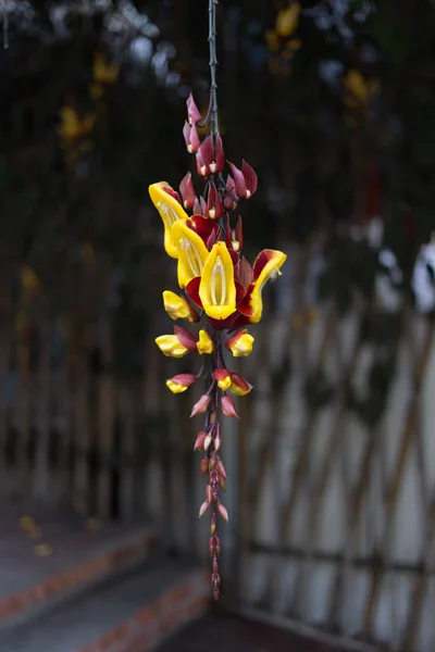 Yellow hanging flower — Stock Photo, Image