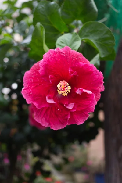 Flor de hibicus rojo — Foto de Stock