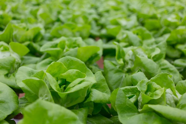 Hidropónica vegetal —  Fotos de Stock