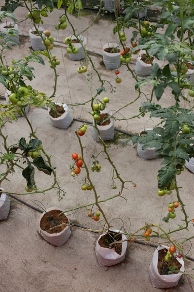 Tomate sur plante — Photo
