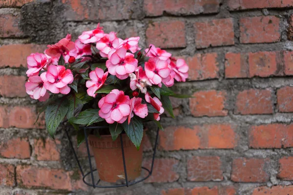 Flor rosa en maceta en la pared de ladrillo —  Fotos de Stock
