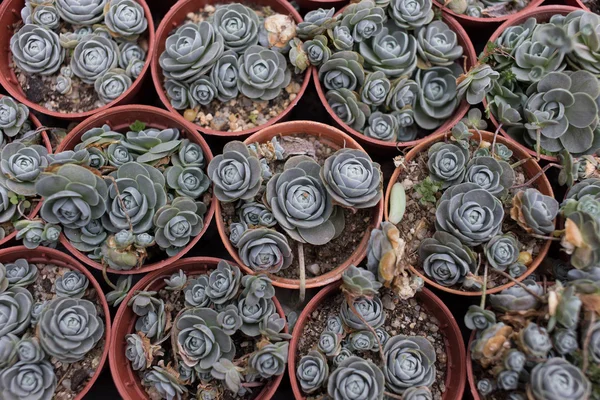 Kalanchoe americano — Foto de Stock