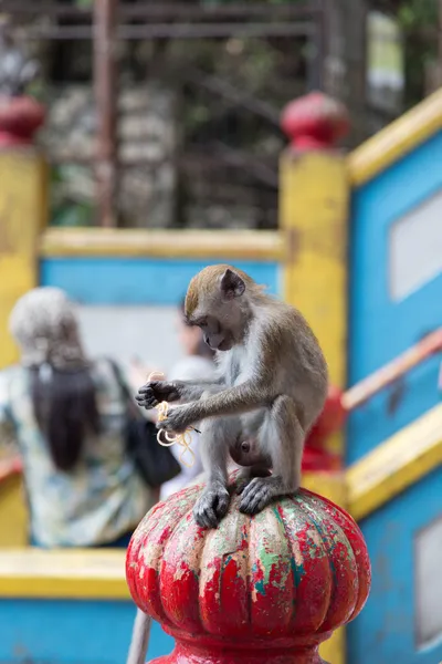 Cynomolgus Monkey at Batu Caves — Stock Photo, Image