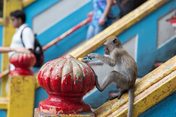 Cynomolgus-Affe in den Batu-Höhlen — Stockfoto