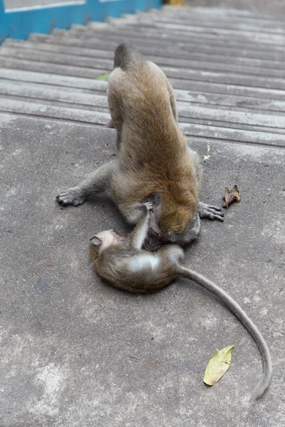 カニクイザル バツー洞窟で — ストック写真