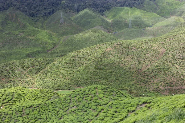 キャメロン ハイランド, マレーシアの茶畑 — ストック写真