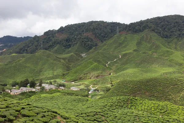 Campo de chá em Cameron Highlands, Malásia — Fotografia de Stock