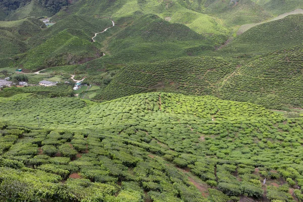 Τσάι πεδίο σε cameron highlands, Μαλαισία — Φωτογραφία Αρχείου